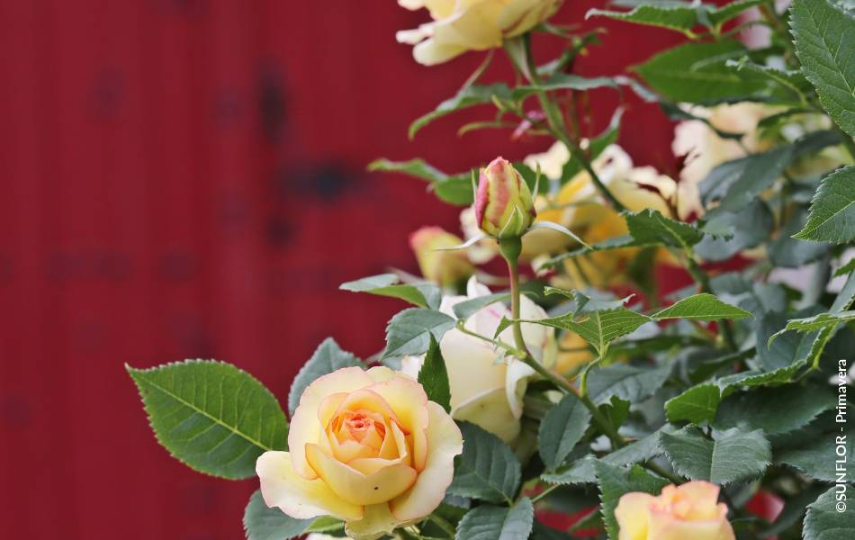 ©SUNFLOR - Primavera
